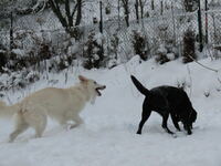 Arco (Wei&szlig;er-Schweizer-Sch&auml;ferhund) links, mit Bruno (Labrador Retriever) rechts