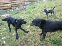 Charly (Flat Coated Retriever) links, mit Bruno (Labrador Retriever) rechts und Paul (Jack Russel)