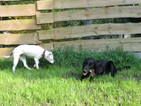 Bianca (Dogo-Dalmatiner-Mischling) links, mit Charly (Flat Coated Retriever) rechts