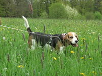 Rebby, Beagle