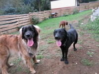 Jola (Leonberger-H&uuml;ndin) links mit Bruno (Labrador Retriever) rechts, Hintergrund Cheya &amp; Sammy