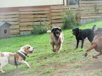 Sammy (Beagle), Jola (Leonberger-H&uuml;ndin), Bruno (Labrador Retriever), Cheya (Rhodesian Ridgeback)