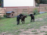 Charly, Flat Coated Retriever links mit Shira, Labrador Mitte &amp; Honey, Labrador-Mischling rechts