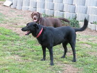 Honey, Labrador-Mischling vorn &amp; Shira, Labrador hinten