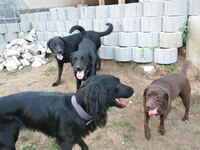 Charly, Flat Coated Retriever links mit Shira, Labrador rechts und Bruno &amp; Pepito, Labradore hinten