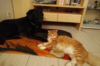 Hund Bruno und Katze Ramon kuscheln sich zusammen.
