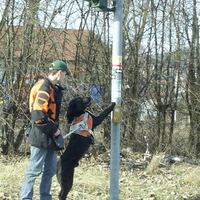 Blindenf&uuml;hrhund Bruno zeigt Dominik Lang die Ampel an, in Hersbruck an der Pegnitz, N&uuml;rnberg Land.