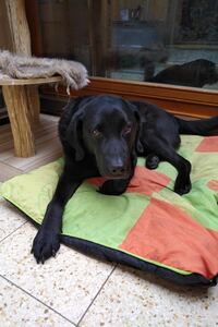 Blindenhund Bruno, Labrador Retriever, Rassehund liegt auf seinem Platz im Wintergarten.