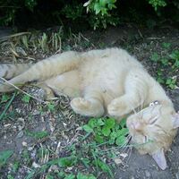 Katze Jimmy entspannt im Garten