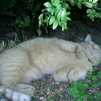 Katze Jimmy rollt im Garten herum
