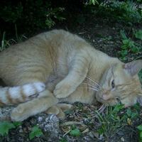 Katze Jimmy d&ouml;st im Garten
