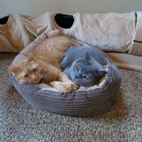 Jimmy und Shorty in einem Katzenbett