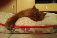 Katze Anna (British Longhair) beim Entspannen auf Brunos Hundekissen