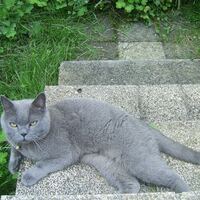 Kater Shorty (Britische Kurzhaar-Katze) auf der Treppe zum Garten
