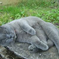 Britisch Kurzhaar-Katze rollt sich im Garten herum