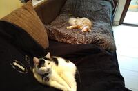 Katze Susi mit Kater Ramon auf der Couch